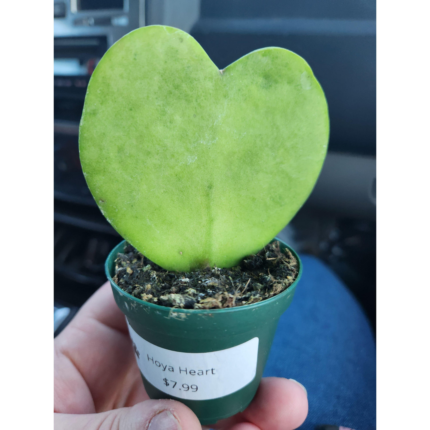Our hoya heart which continues to grow beautifully