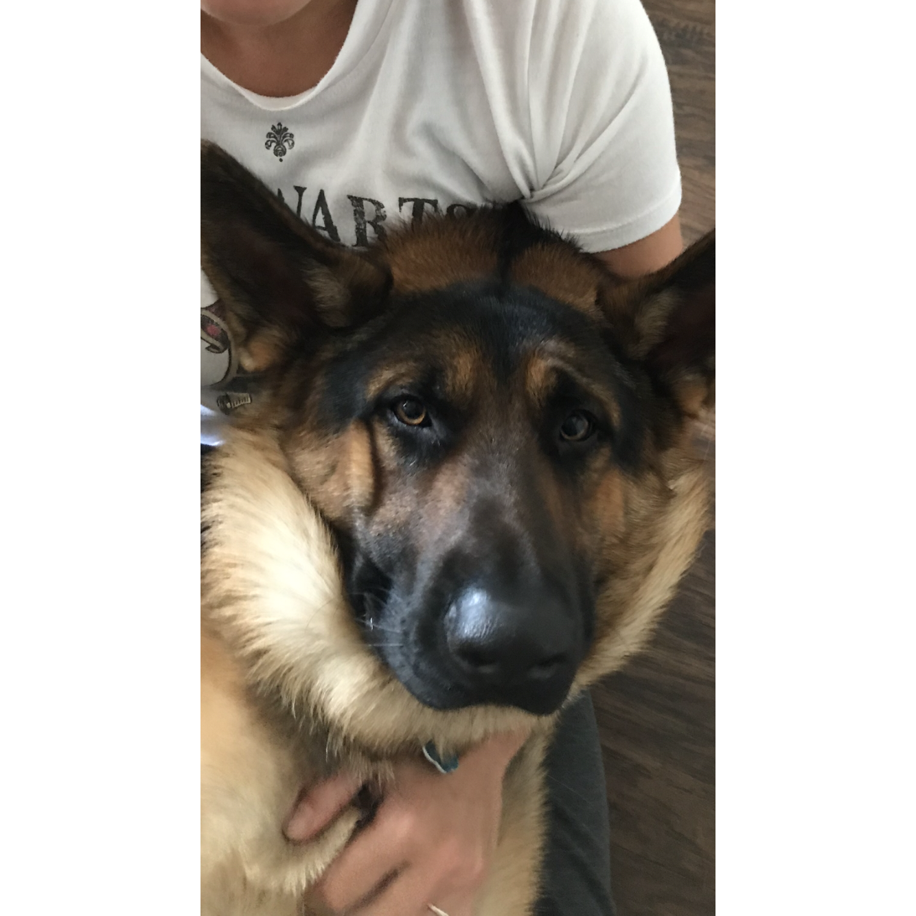 Our German Shepherd Kai. What a love...