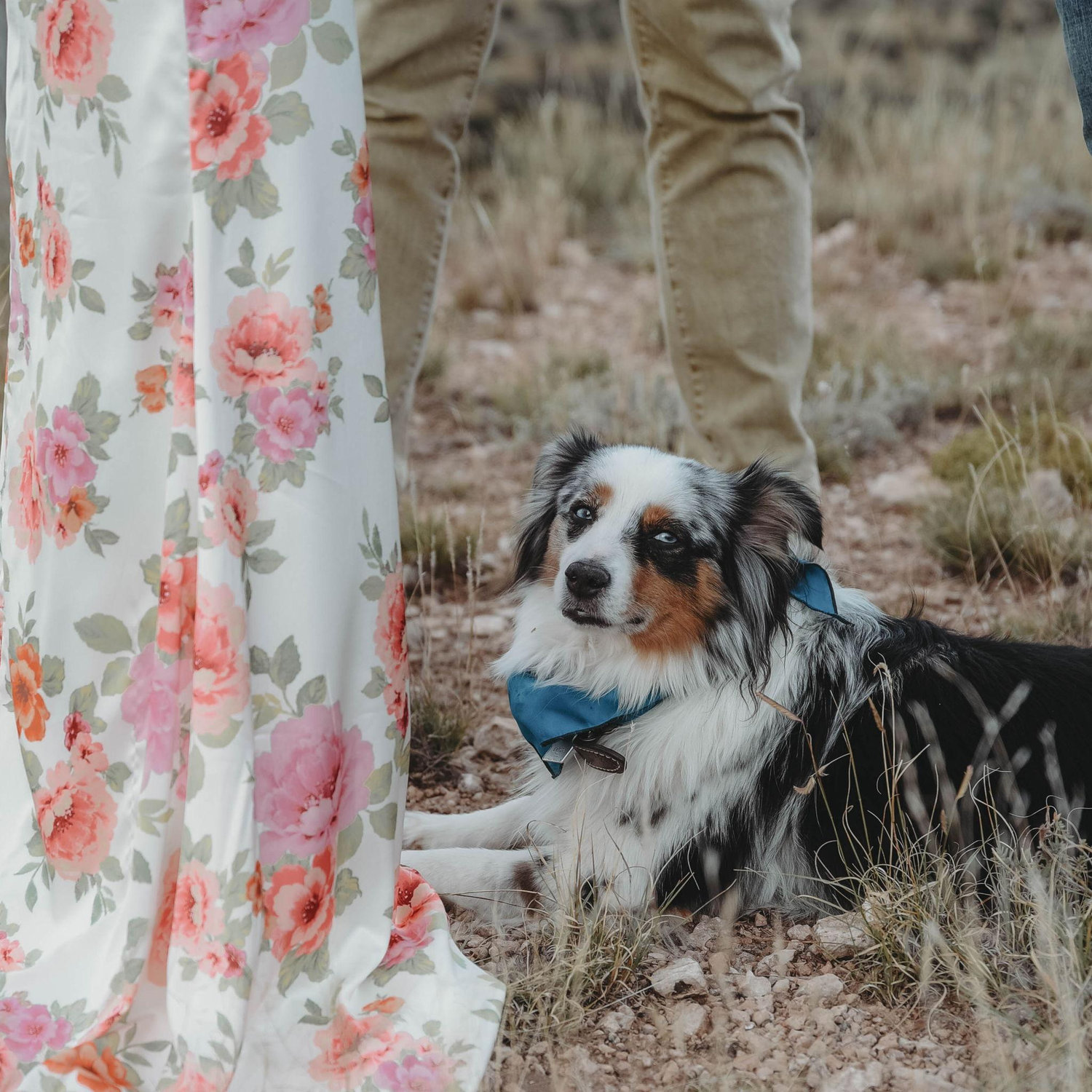 D- I vow ro be patient whith you, even when you adopt more critters, because there is humility in being reminded of how God intended us to be shepherds of our community.