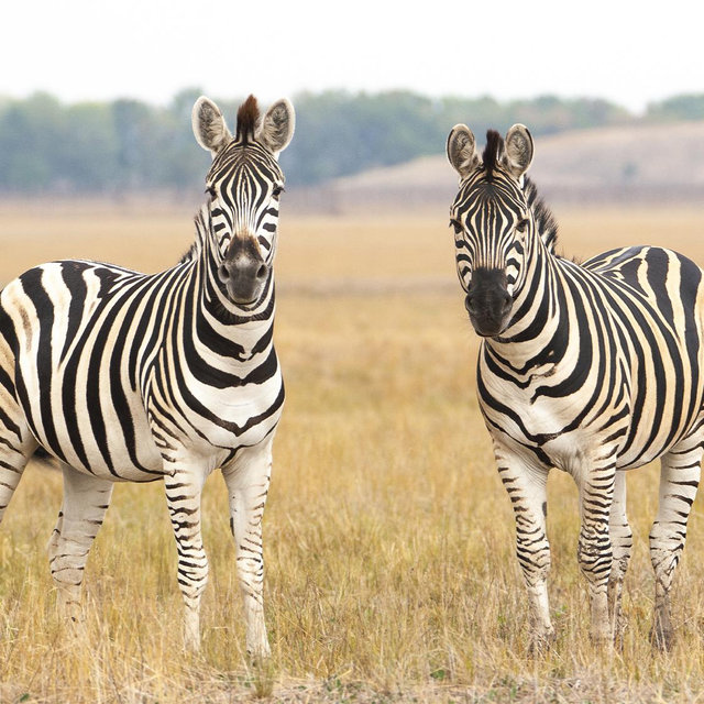 South Africa Honeymoon!