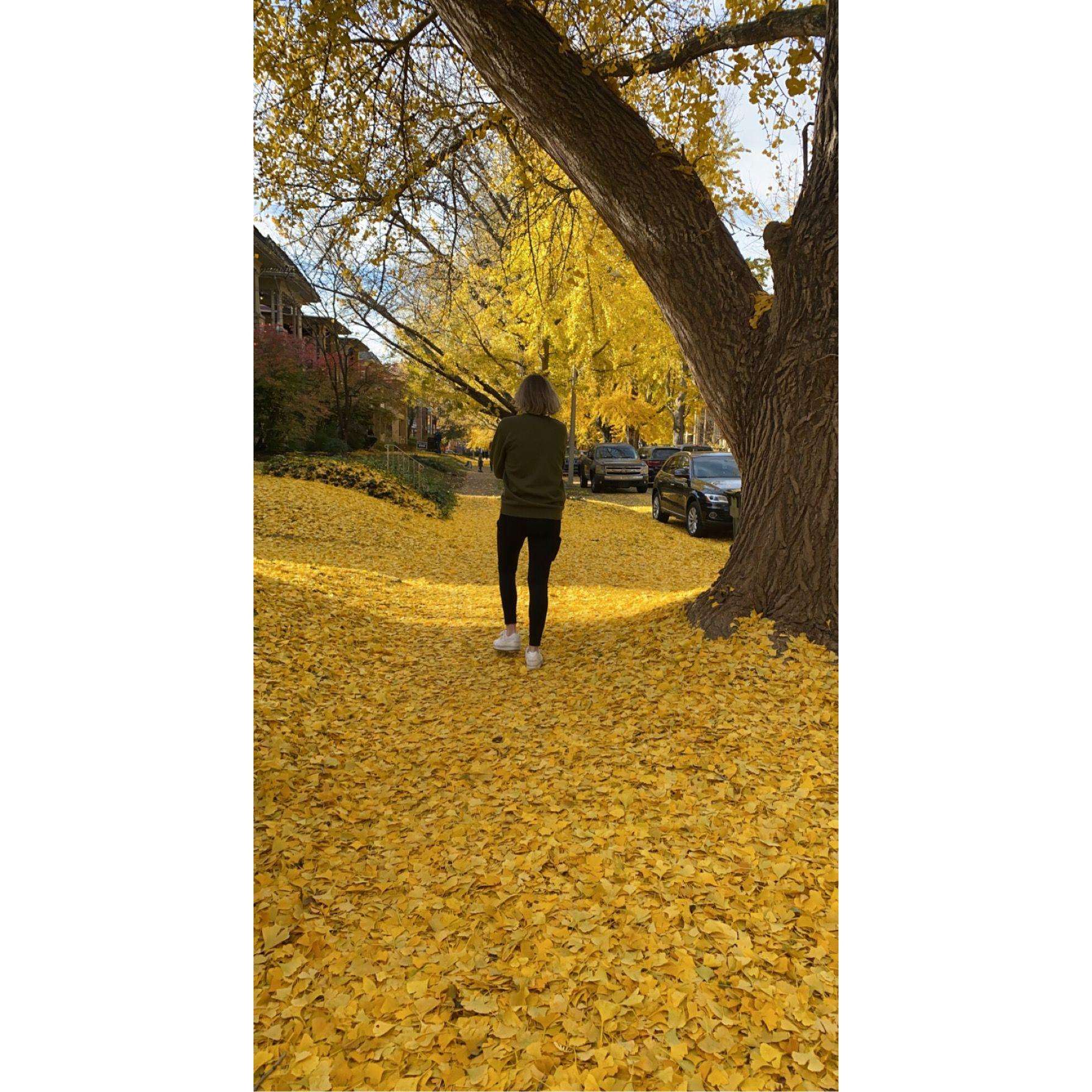 Beautiful ginkgo leaves!