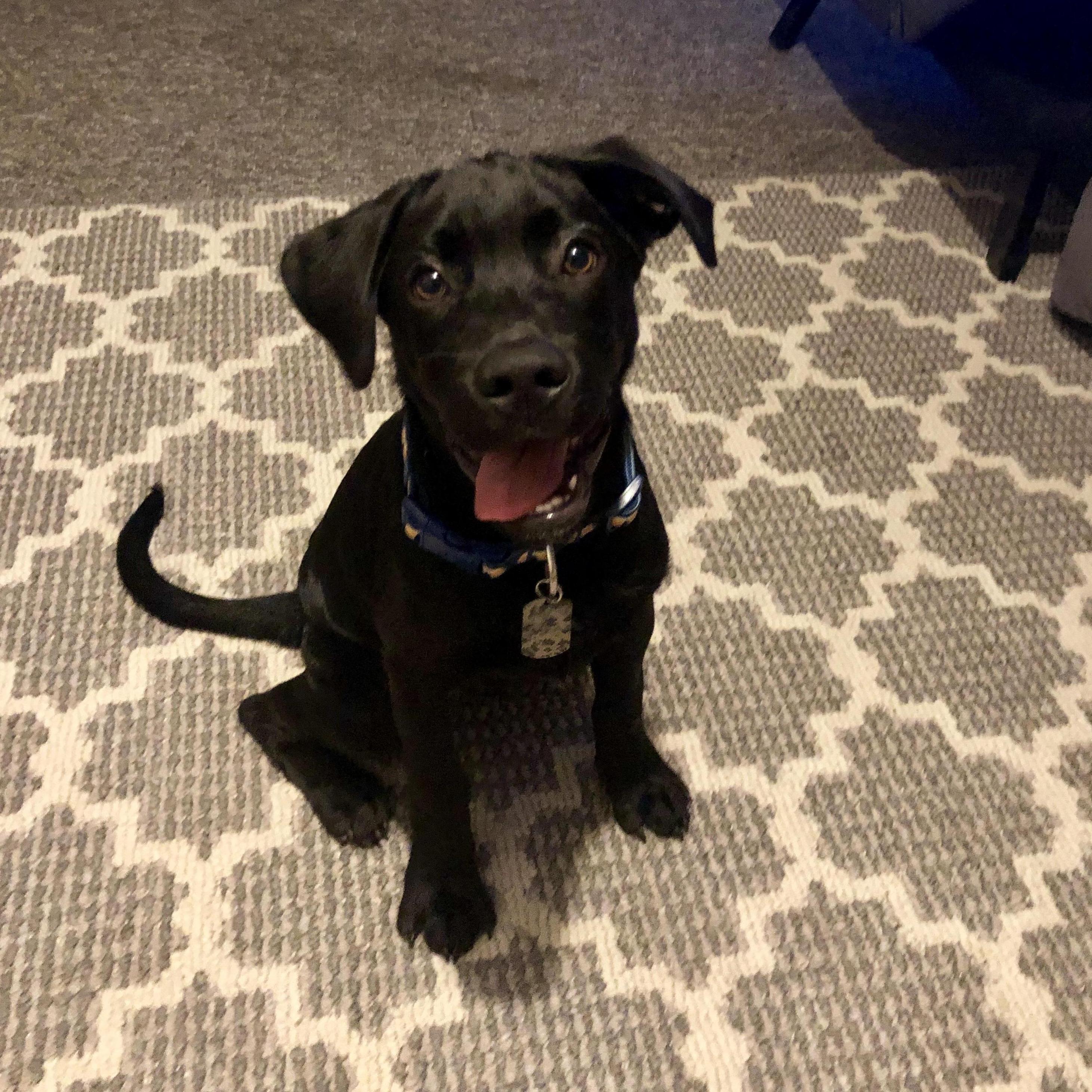 Welcoming Gunner to our family!