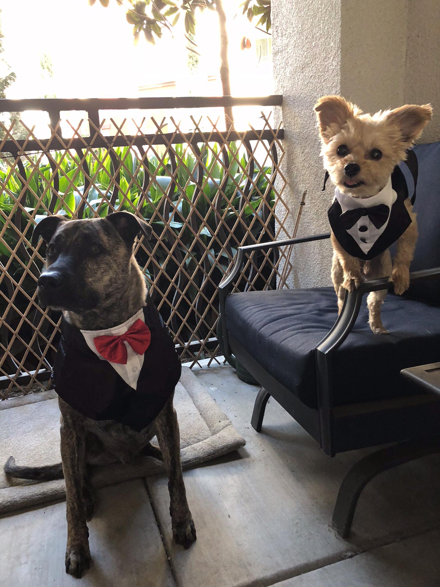 Beans and Artie are missing the party but send their regards!