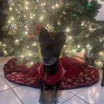 Pet Sugarplum