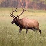 Cataloochee Valley - Elk Watching