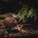 Kiwi Park Queenstown