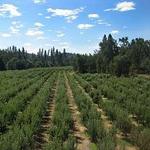 Cider Tasting at the Indigeny Reserve