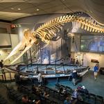 Nantucket Whaling Museum