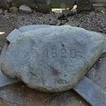 Plymouth Rock