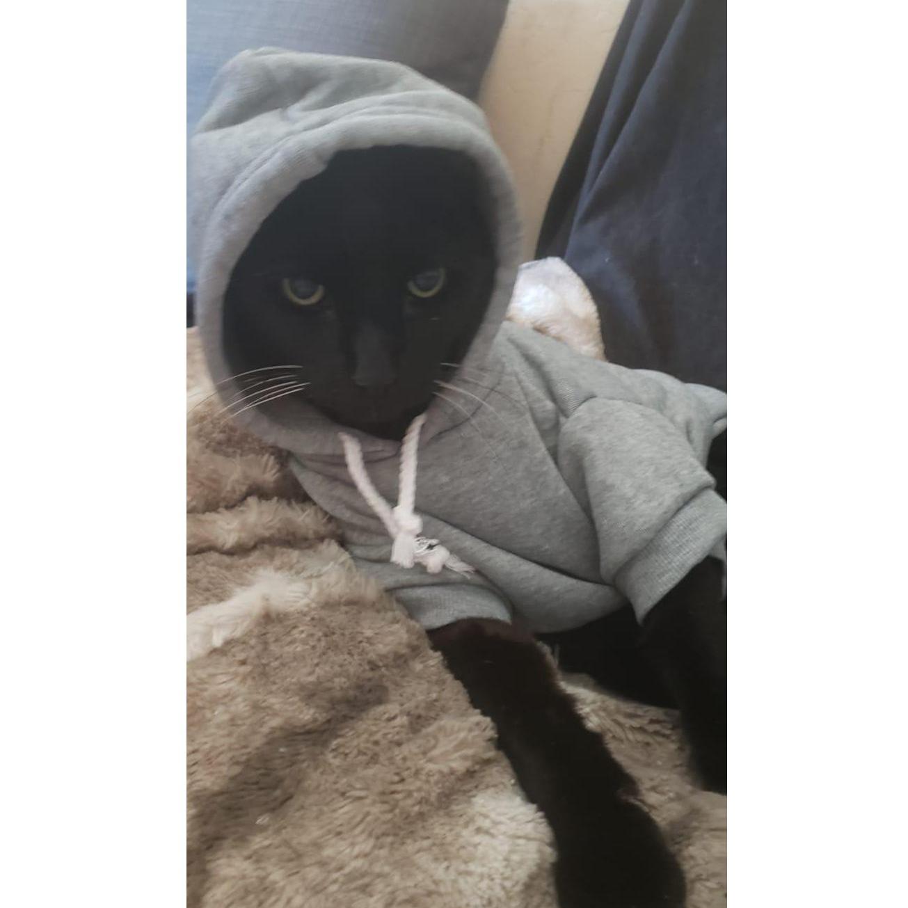 Pums rocking a hoodie after Patrick turns down the thermostat.