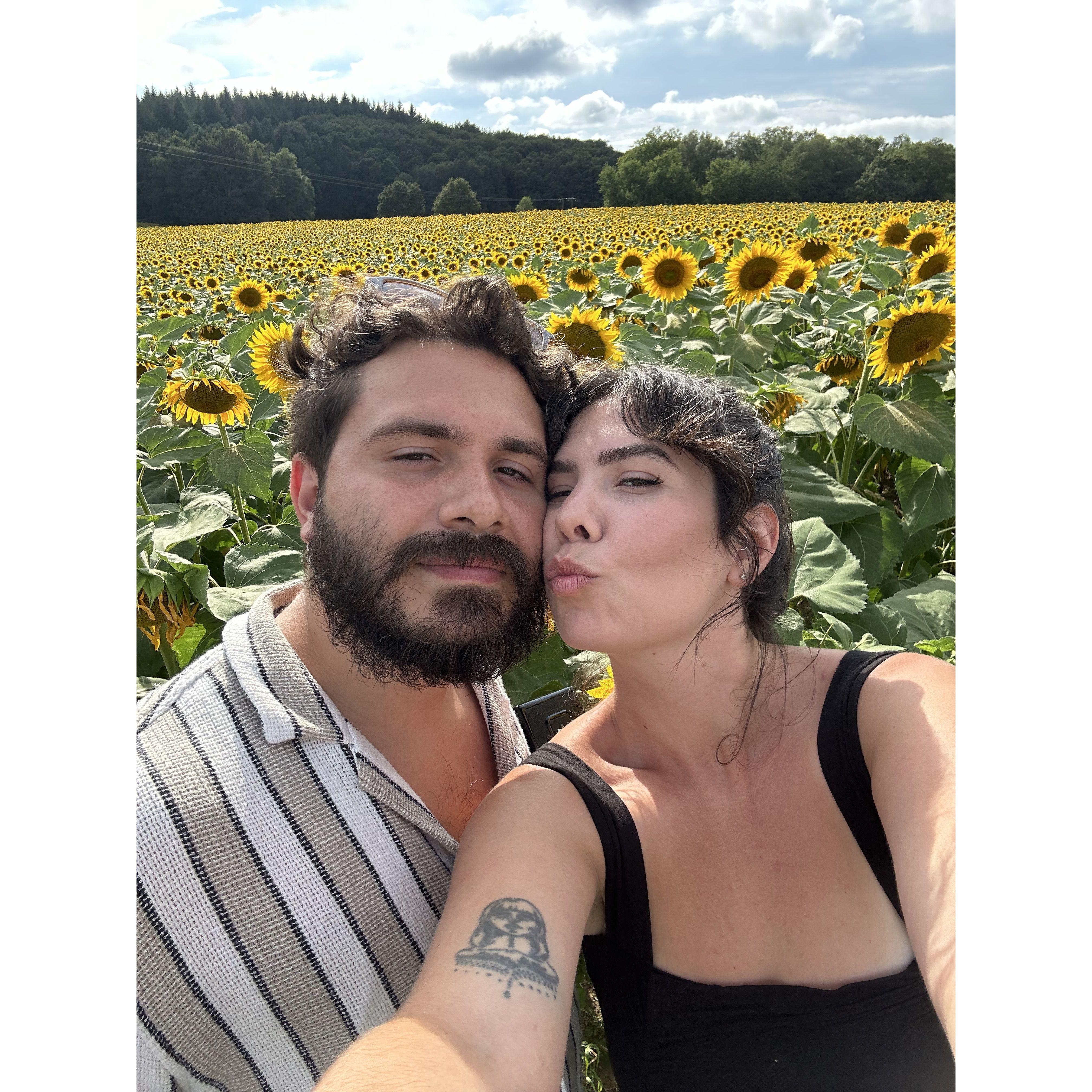 A sunflower field. France 2024
