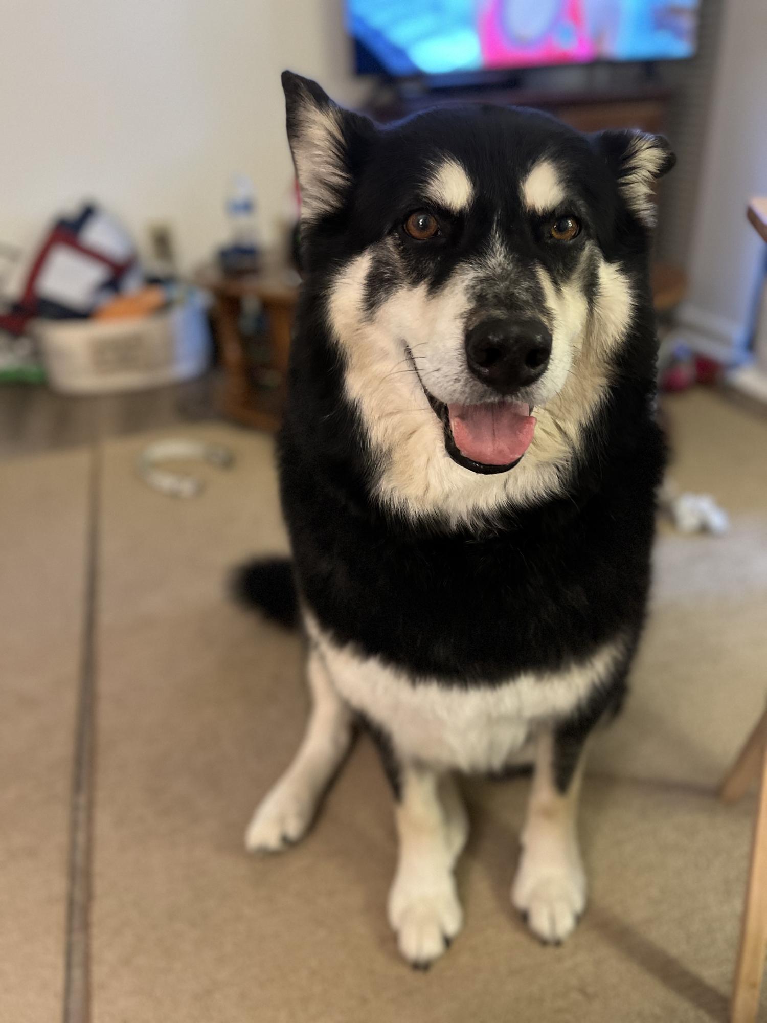 Our fur baby, Danny! He’s a Husky & a good boy!