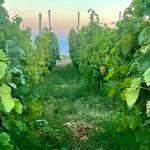 Cenatiempo Vini D'Ischia