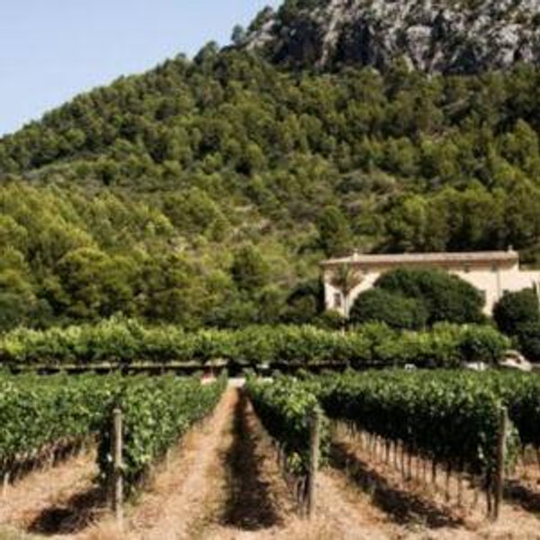 Honeymoon Wine Tasting