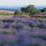Hvar Lavender Fields