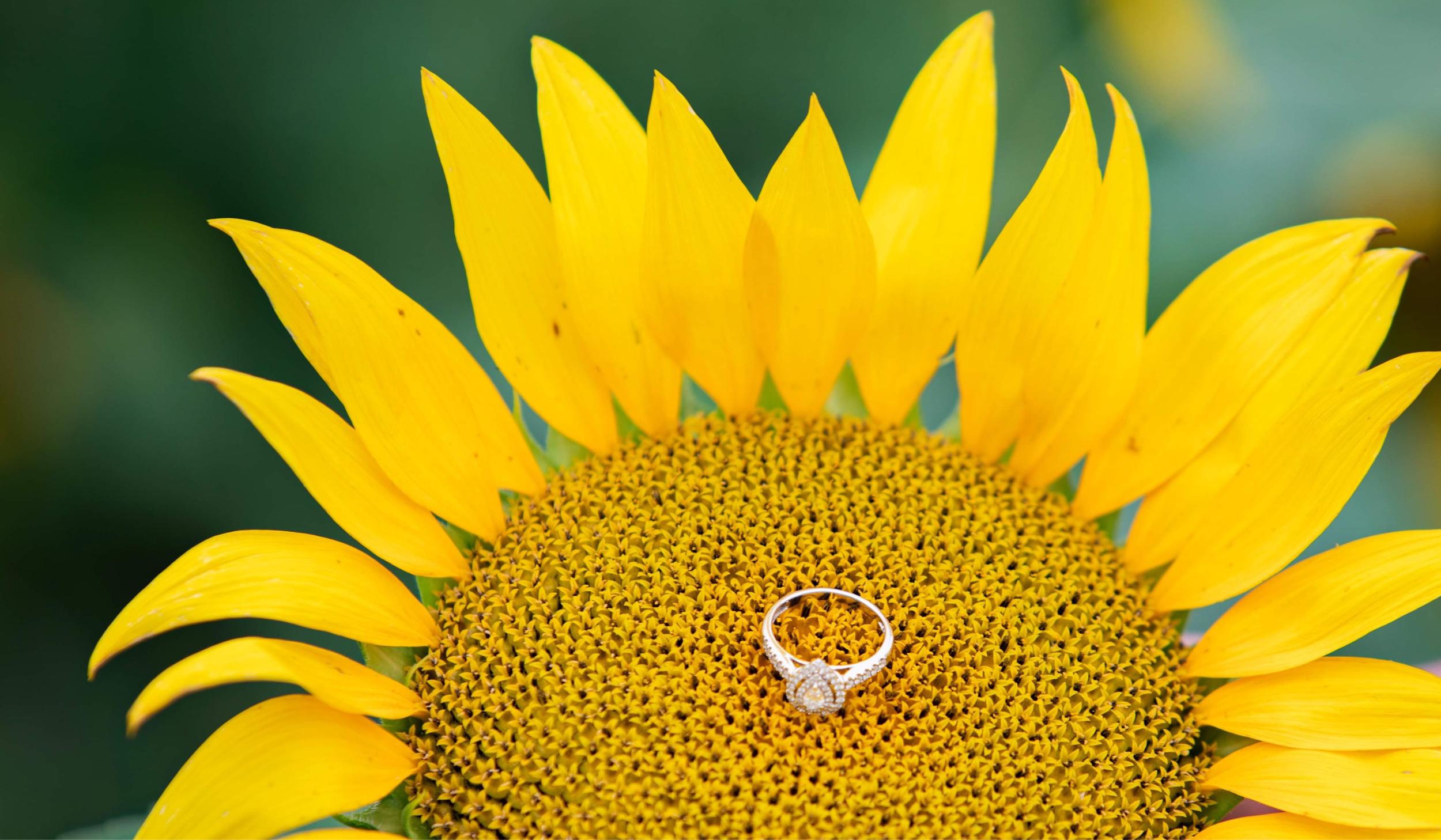 The Wedding Website of Katie bednarek and Seth Eager