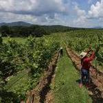 Visit one of the many Vineyards and Wineries