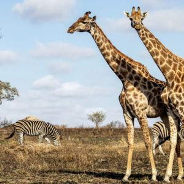 Safari Honeymoon Fund