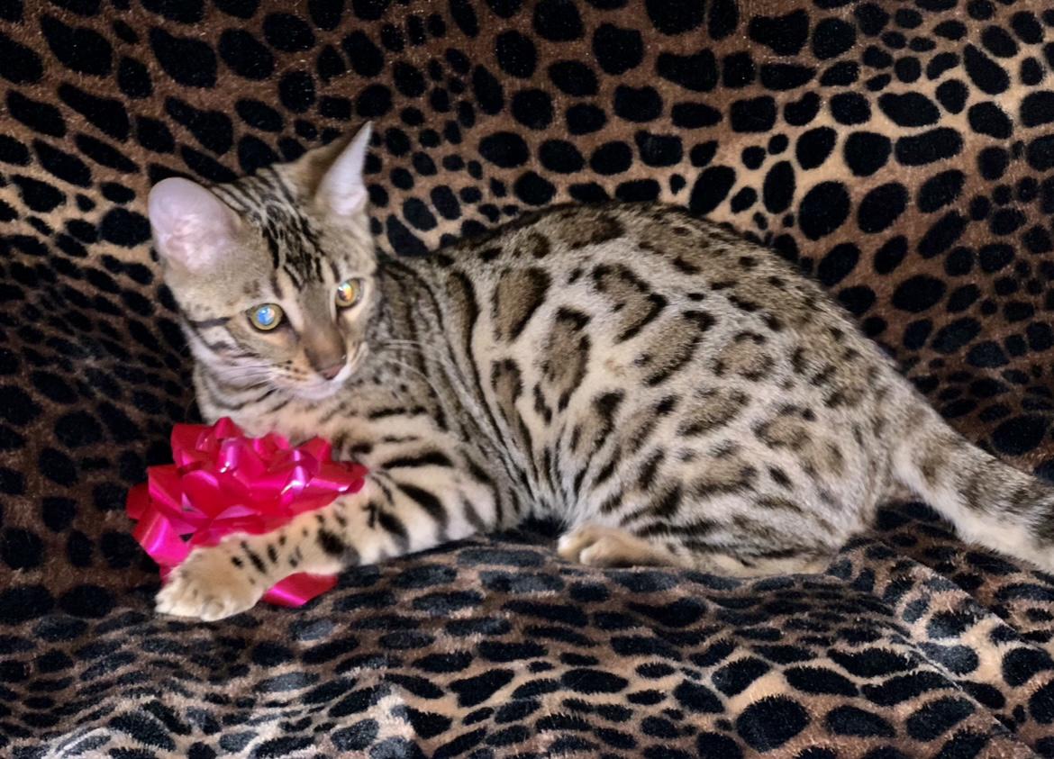 Kyle & Taylor both love cats & always wanted a Bengal. Kimba Siena ~ Adopted 2/14/2020