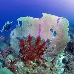 Sweet Bottom Dive Center - DIVING