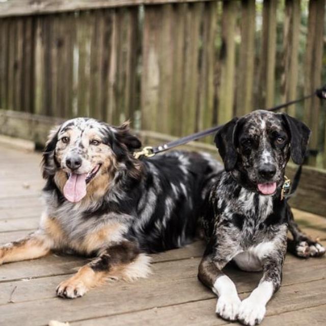 Pet sitter for wedding and honeymoon