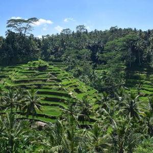 Jungle Tour, Bali