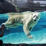 Singapore Zoo