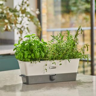 Burwell Self-Watering Potted Triple Herb Keeper