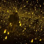 The Museum of Fine Arts, Houston