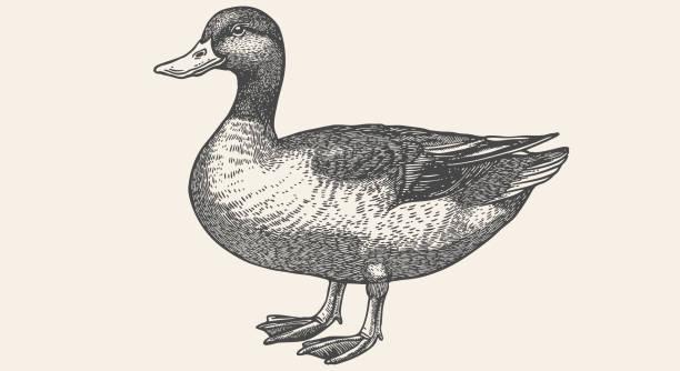 The Wedding Website of Will Findlay and Sydney Cooper