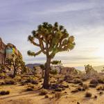 Joshua Tree National Park