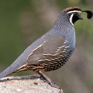 San Diego Bird Alliance annual membership