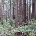 Arcata Community Forest