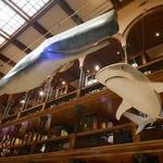 Bishop Museum