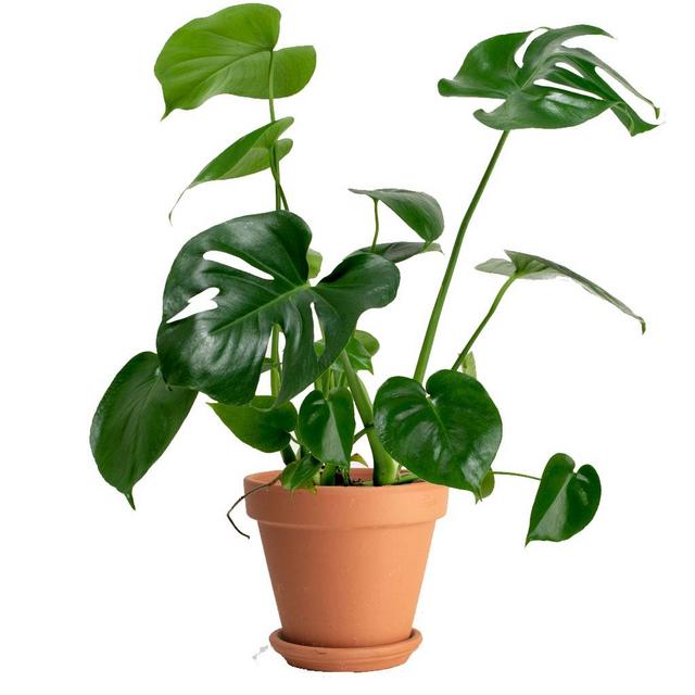 Split Philodendron