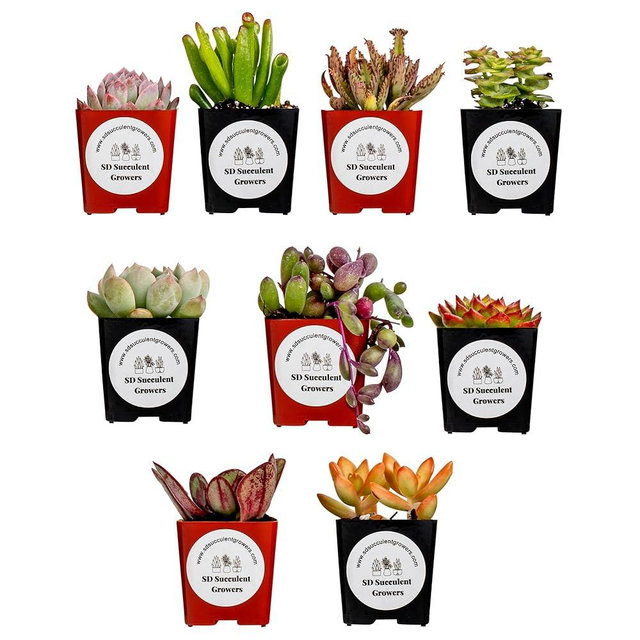 Live Succulents Plants Variety Pack - Well Rooted Plants in 2 Inch Pots - Real, Small, Assorted Houseplants for Indoor, DIY, Home Decor, Wedding, or Birthday Gifts (9 Pack)