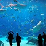 Georgia Aquarium