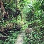 El Yunque National Forest