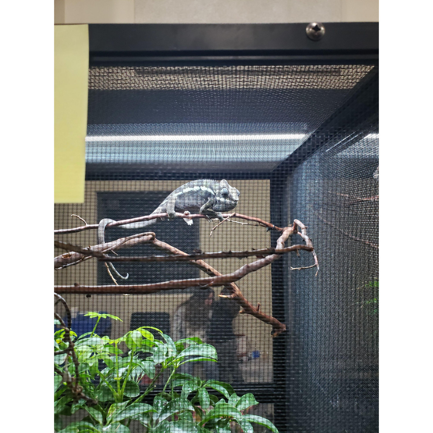 Pascal?