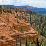 Dixie National Forest