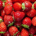 Strawberry Picking