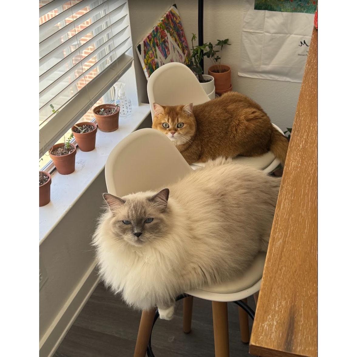 Meet our fur babies: Lulu 大宝 and Coco 二宝