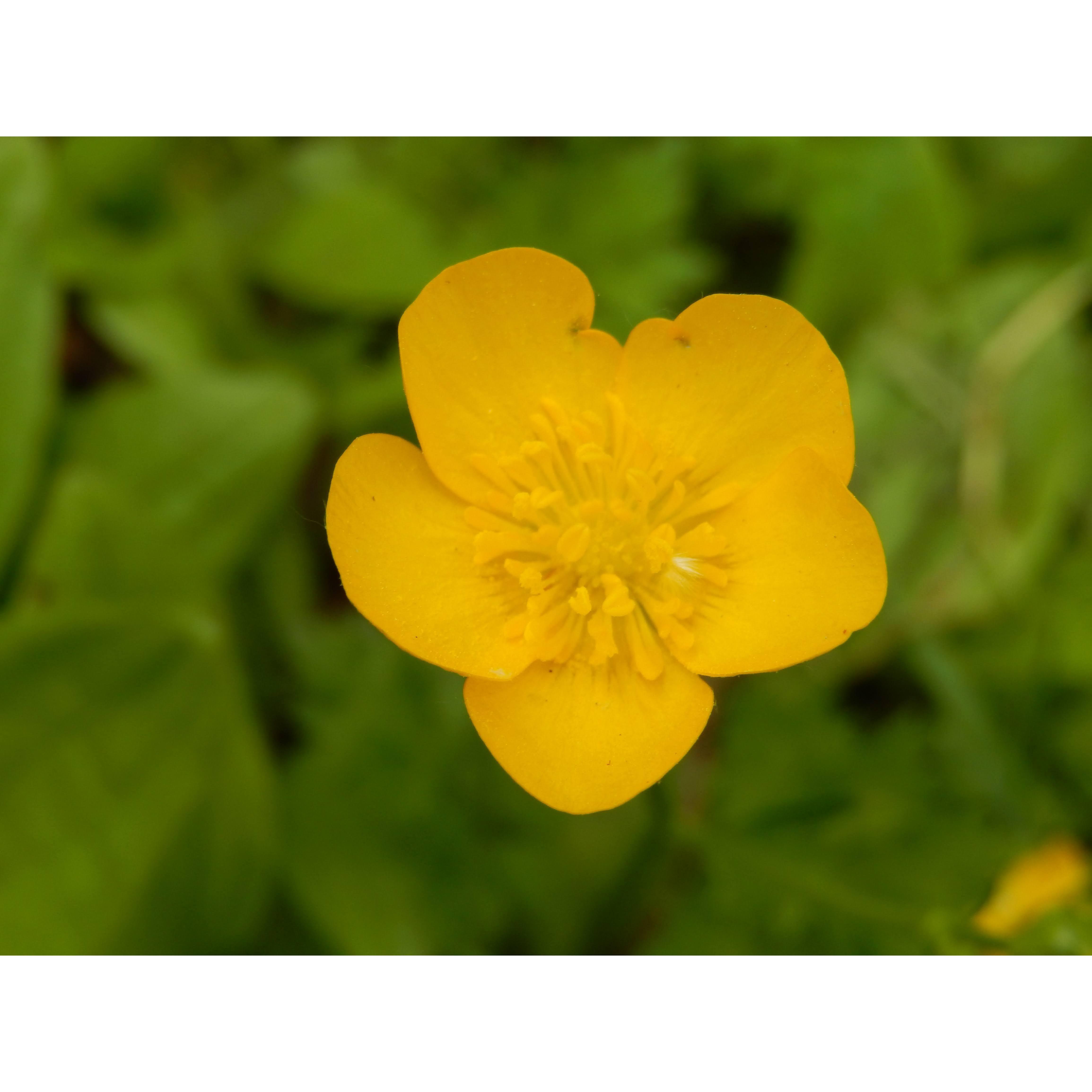 His buttercup always! 🥰
