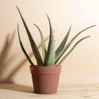 Aloe Vera Plant