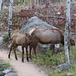 Rocky Mountain National Park