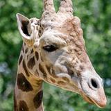 Zoo Boise
