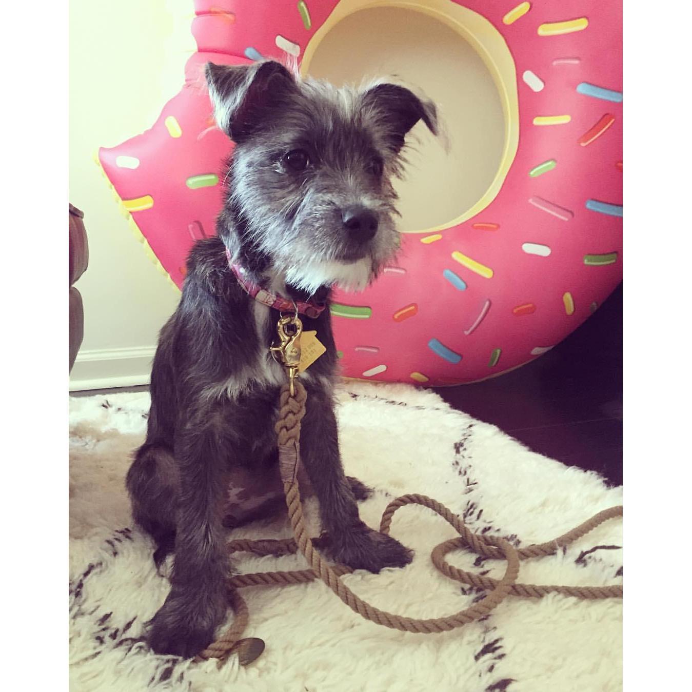 We adopt Maeby, May 2016