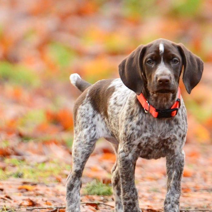 GSP Puppy Fund!