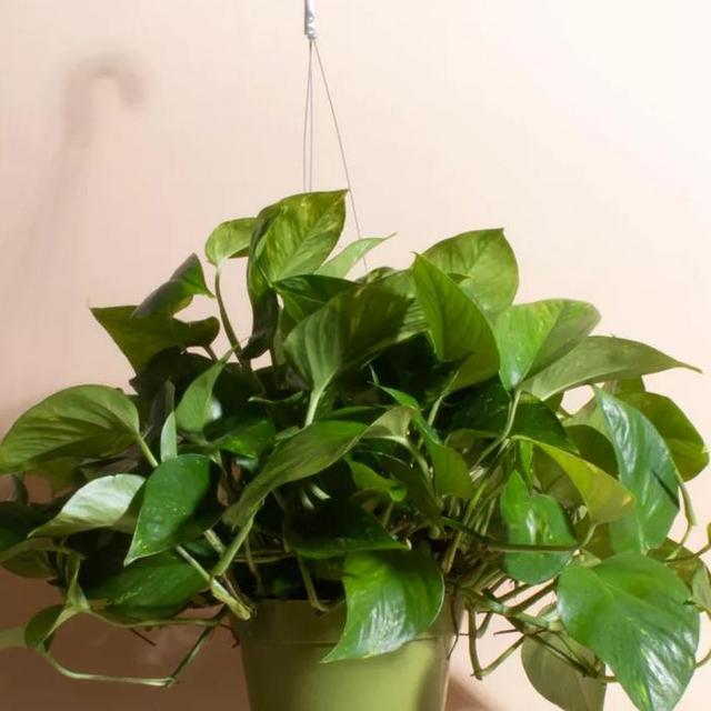 Home Botanicals Hanging Pothos Ivy Air Purifying House Plant in 6" Grow Pot with Hanger Included