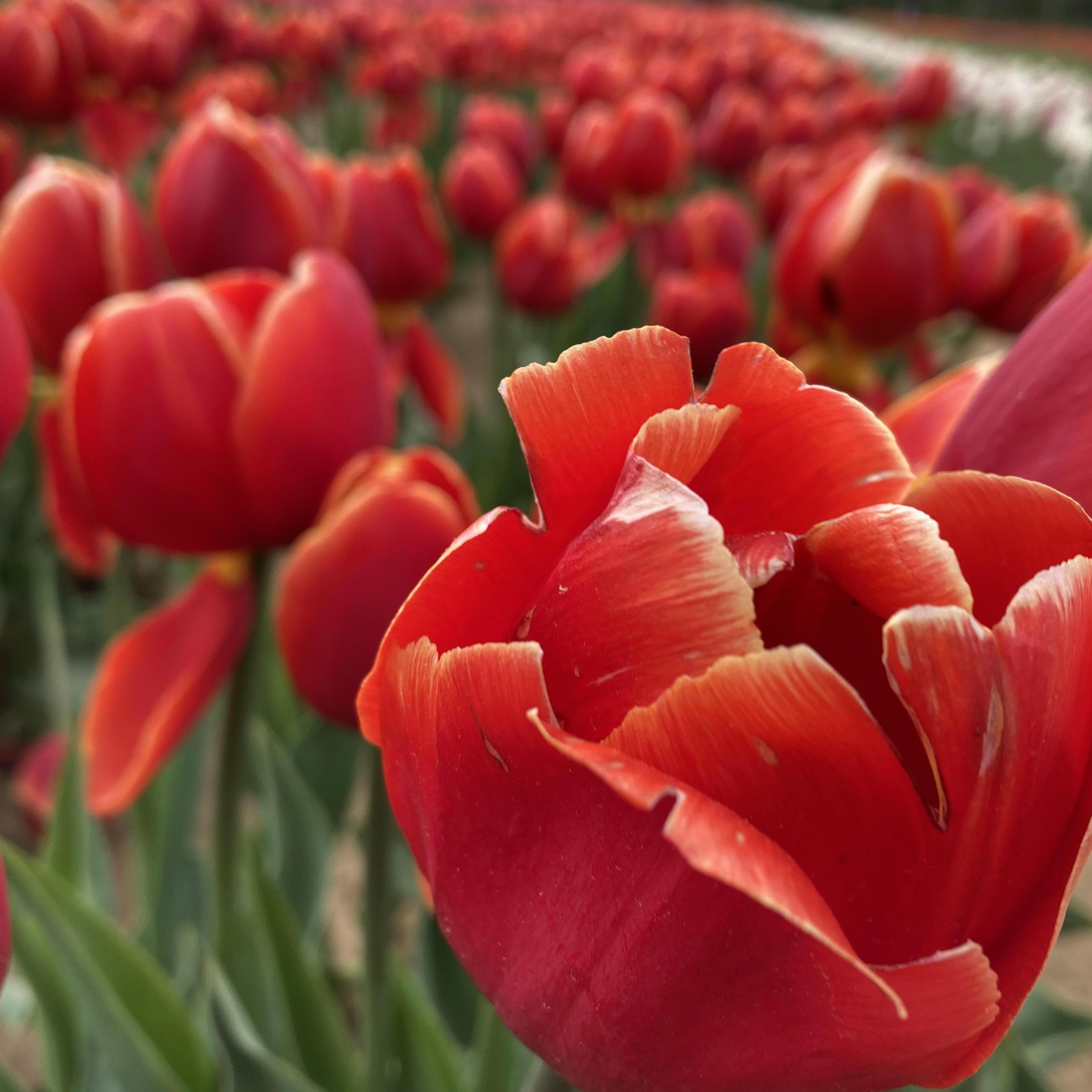 Date: April 22, 2021
Days Dating: #1,067
Location: Holland Ridge Farms, NJ
We went to the Farm's "U-Pick Tulips" event and left with dozens of great pictures and dozens of lovely blooms.